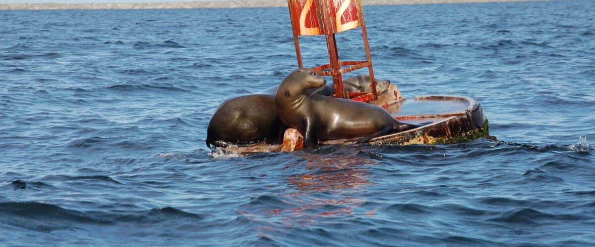 BAJA CALIFORNIA, Bahia Magdalena