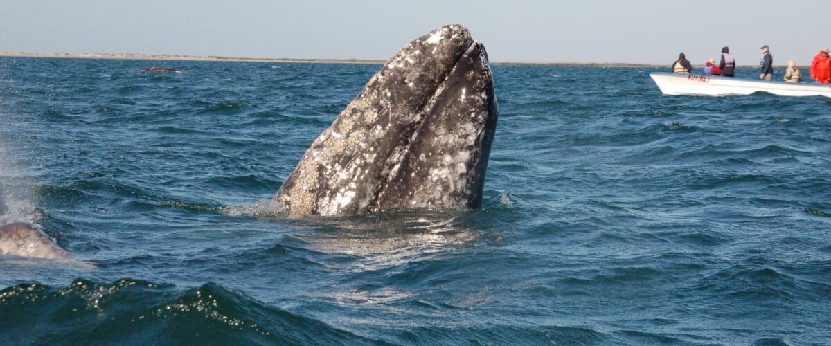 BAJA CALIFORNIA, balene