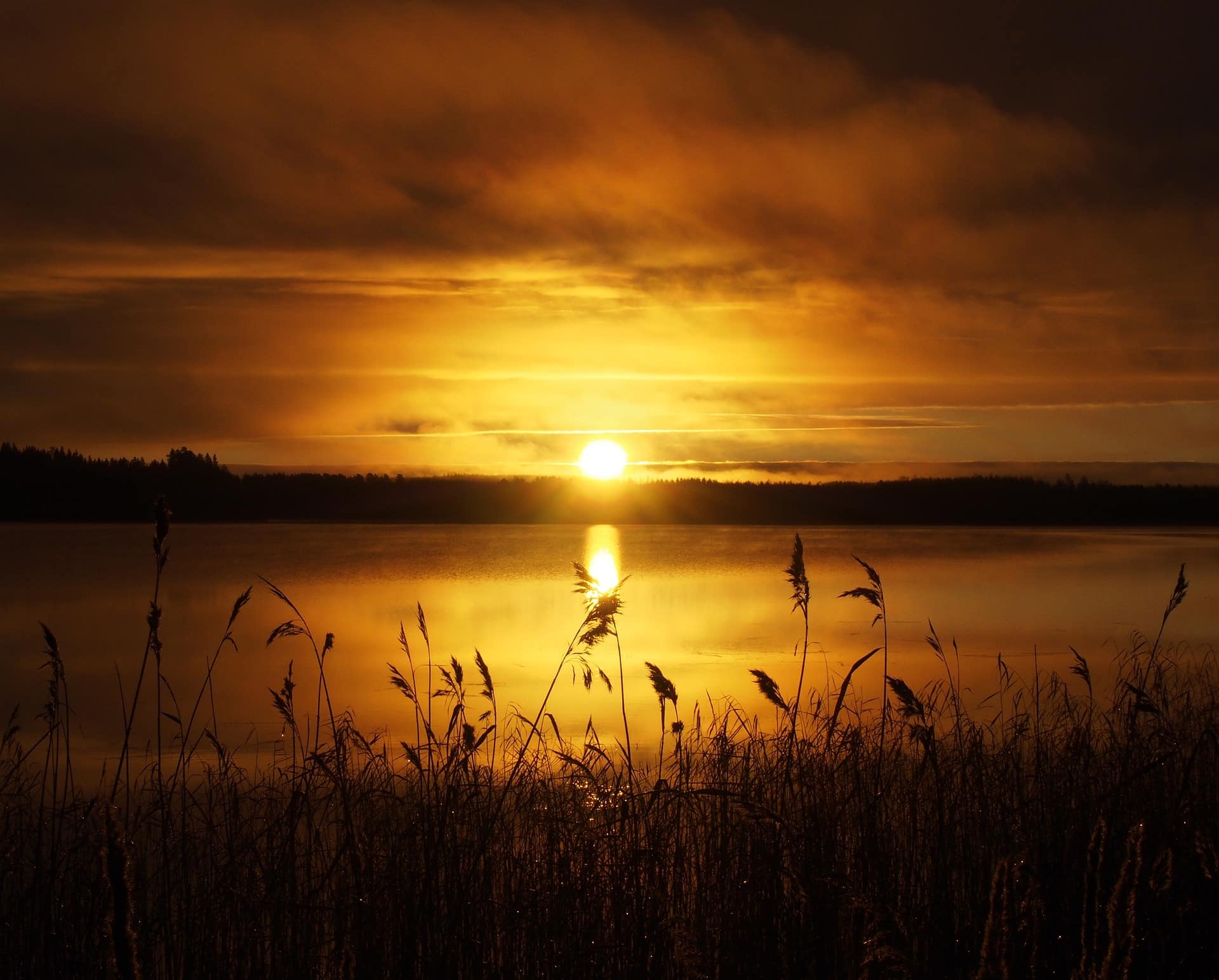 Tramonto dorato su un lago finlandese con canneti in primo piano e foresta sullo sfondo