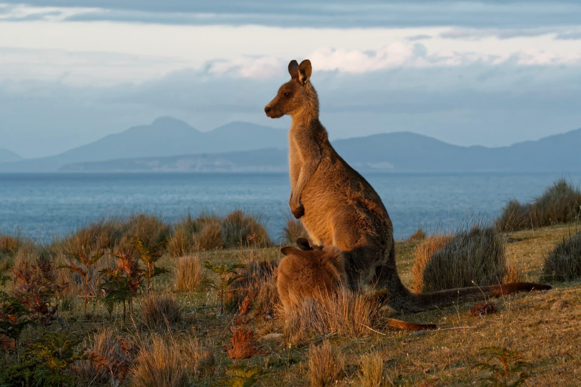 VIAGGIO AUSTRALIA: Panorama Australiano