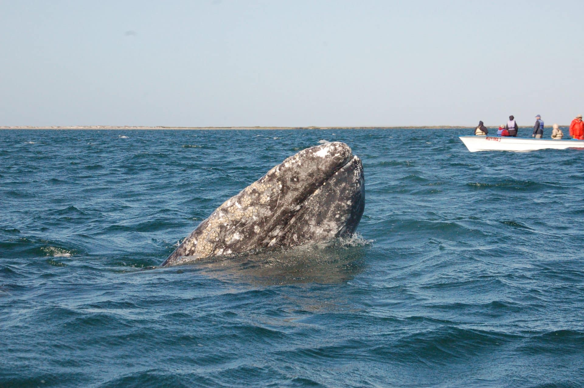 VIAGGIO BAJA CALIFORNIA: Campo balena grigia