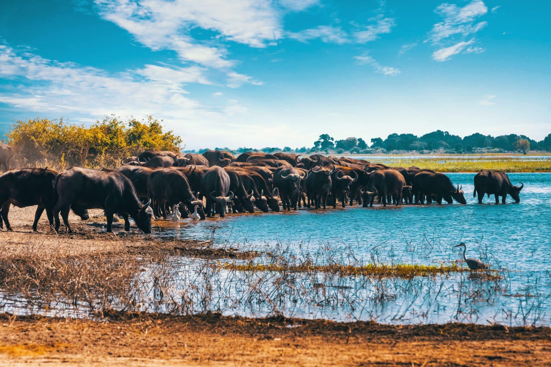 VIAGGIO BOTSWANA: Delta, Parchi e Cascate