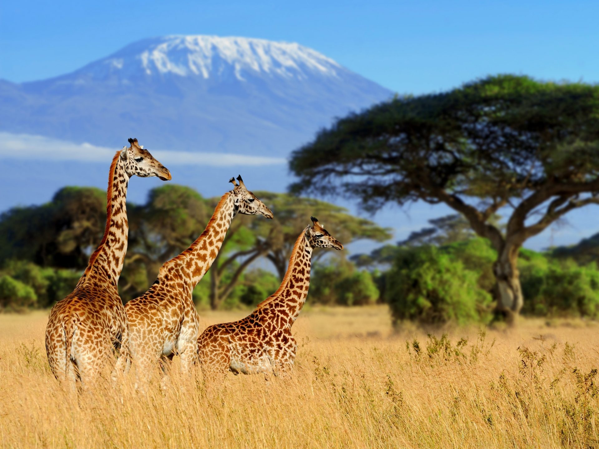 safari kenya luglio