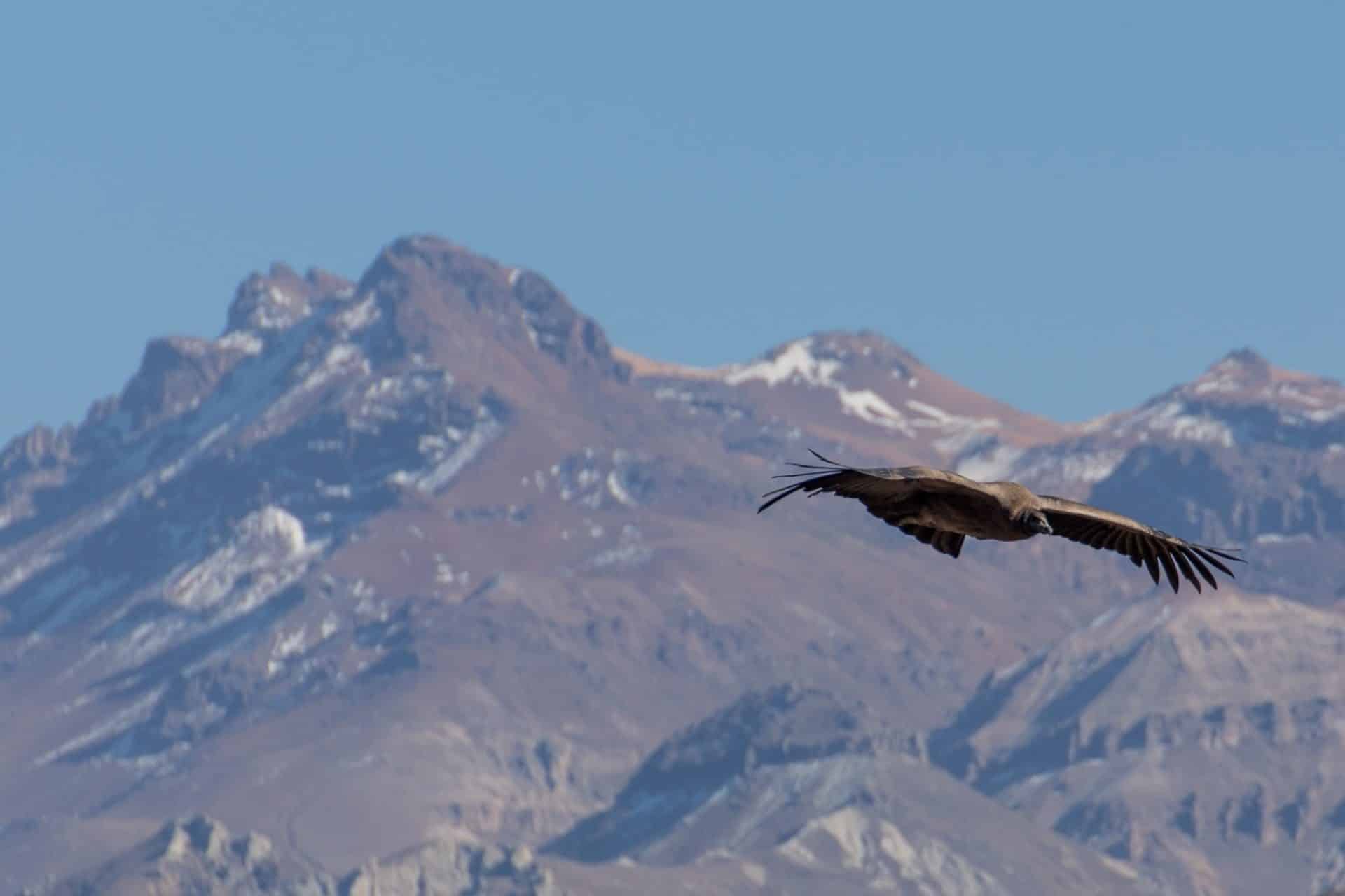 VIAGGIO PERU': da Lima a Cuzco via terra