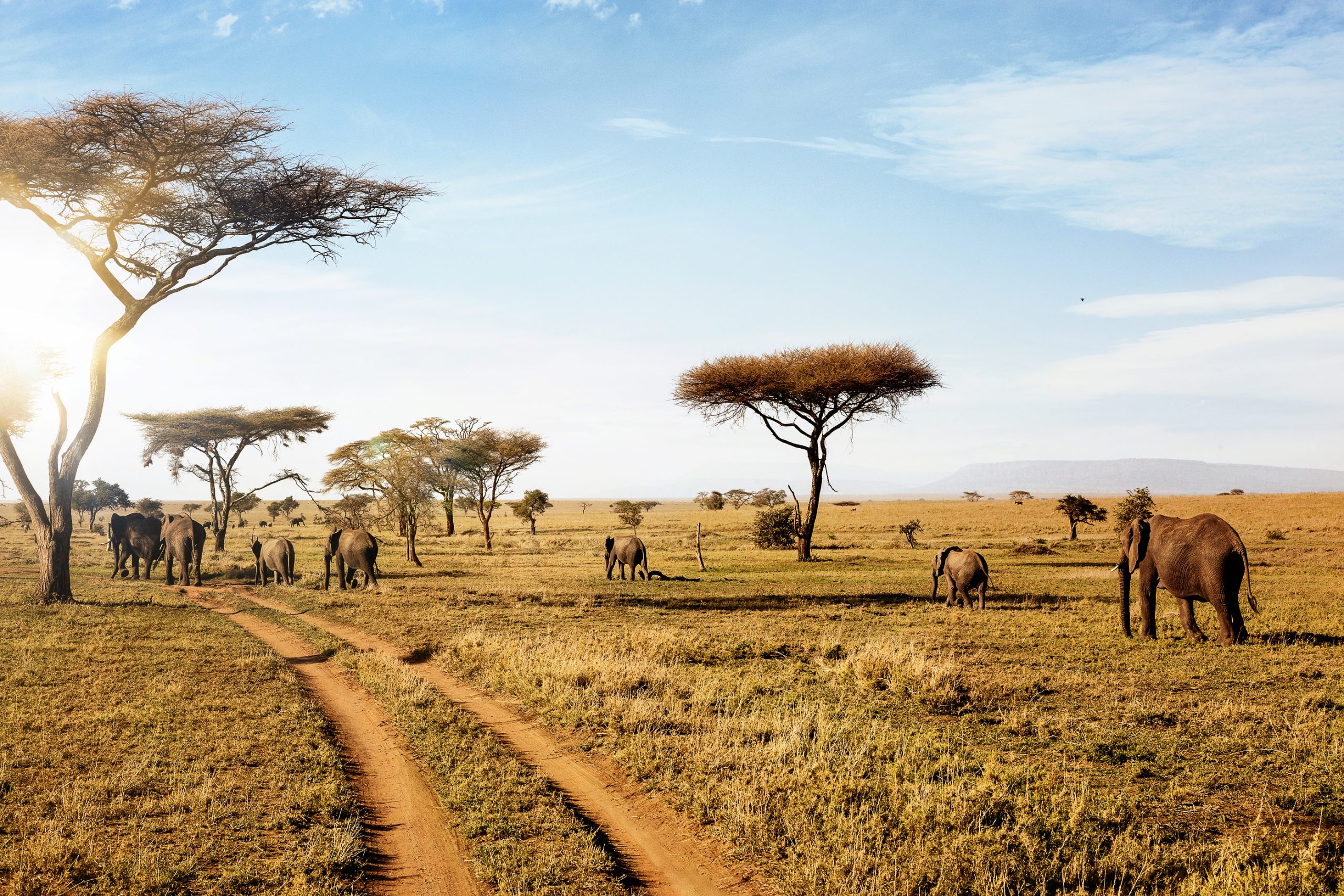 21 days kenya tanzania safari