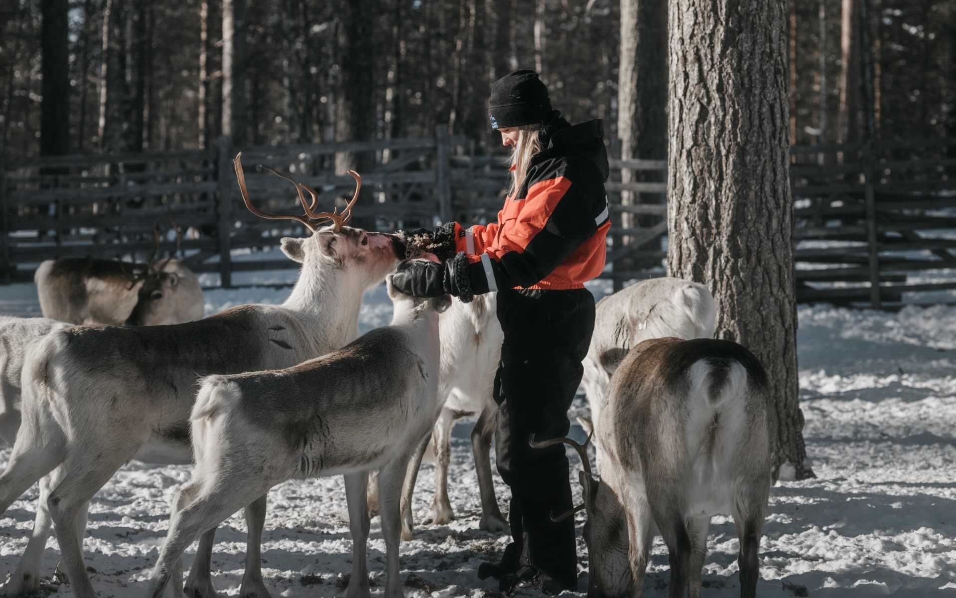 Donna in giacca rossa alimenta renne con corna in un paesaggio innevato della Lapponia finlandese