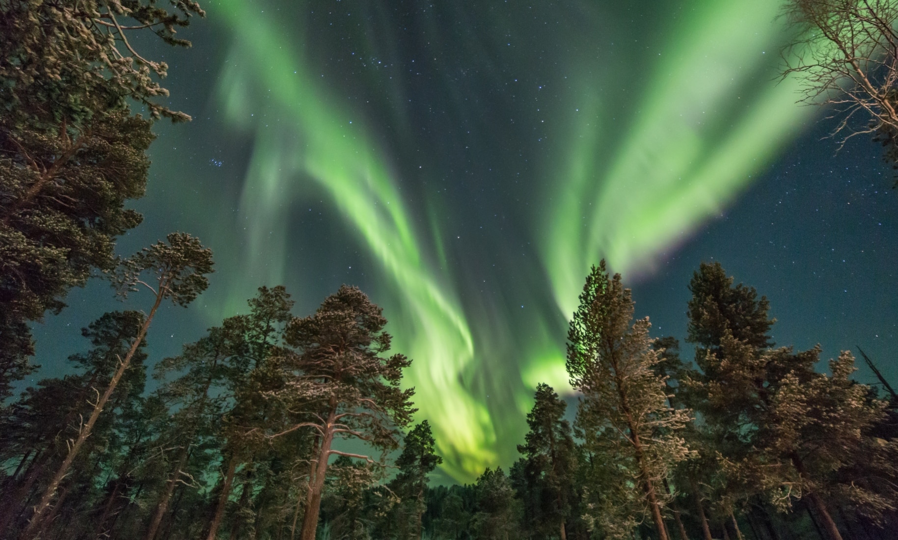 Aurora boreale verde brillante nel cielo notturno sopra una foresta di conifere innevata in Lapponia.