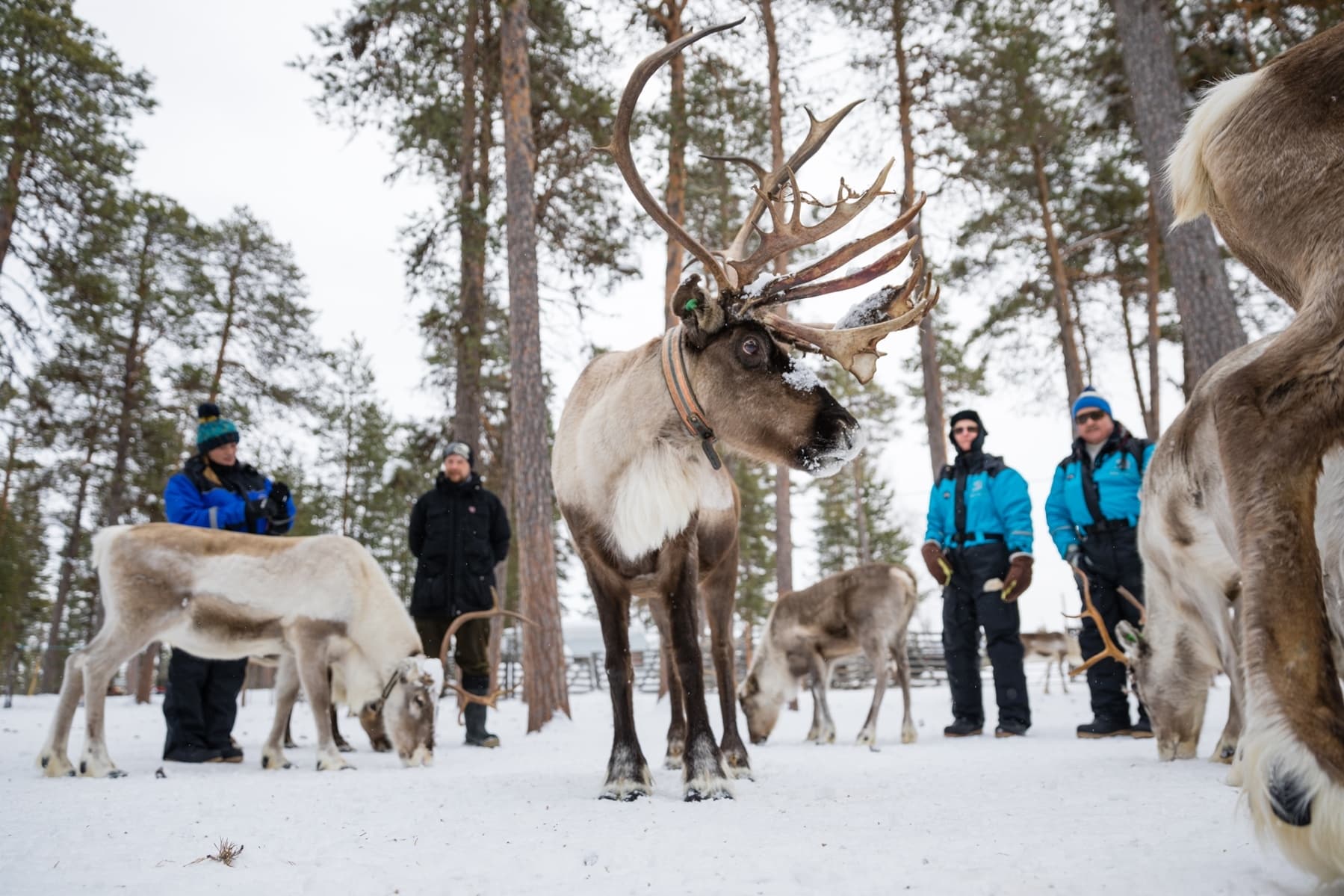 Gruppo di turisti con guide osserva branchi di renne in foresta innevata della Lapponia