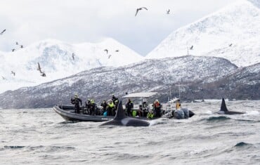 LAPPONIA FINLANDESE-NORVEGESE: Tromso e Kilpisjarvi – aurora, balene e orche