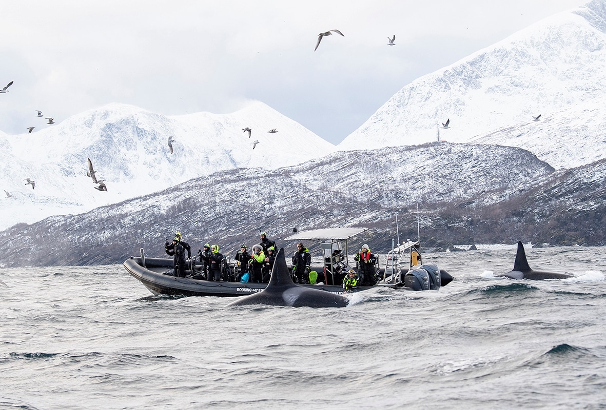 LAPPONIA FINLANDESE e NORVEGESE: <br>Tromso e Kilpisjarvi:<br>aurora, balene e orche
