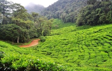 COLOMBIA: Capodanno tra vette andine e aroma di caffè